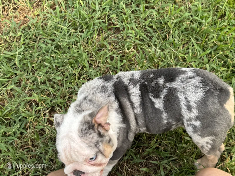 Luke Skywalker – English Bulldog puppy for sale in Lehigh Acres, FL