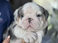 Luke Skywalker, a male English Bulldog for sale in Lehigh Acres, FL – 2 of 3