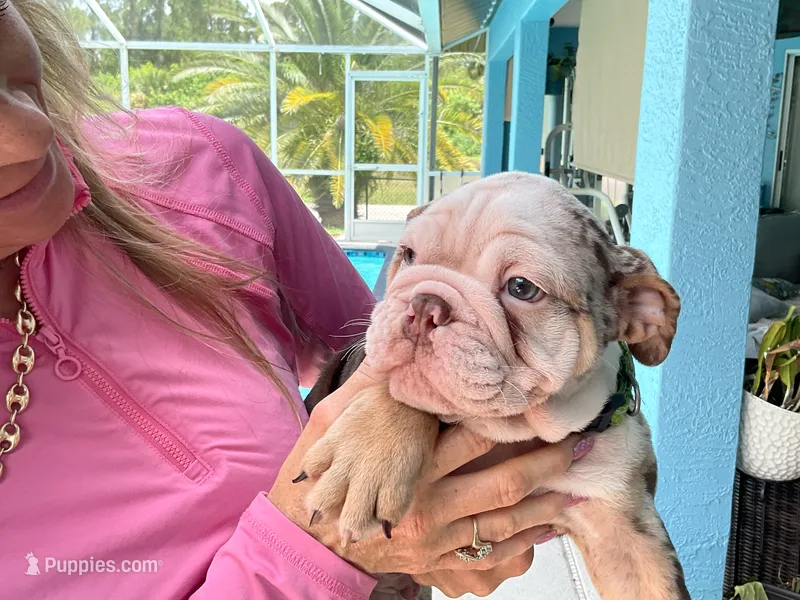 Anakin – English Bulldog puppy for sale in Lehigh Acres, FL