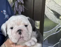 Han Solo born on May 4th, a male English Bulldog for sale in Lehigh Acres, FL – 2 of 3