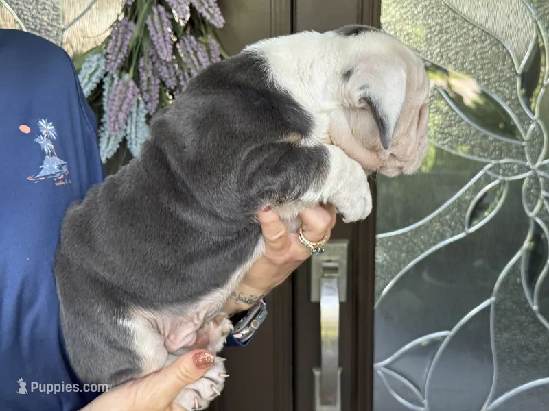 Han Solo born on May 4th – English Bulldog puppy for sale in Lehigh Acres, FL