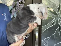 Han Solo born on May 4th, a male English Bulldog for sale in Lehigh Acres, FL – 1 of 3