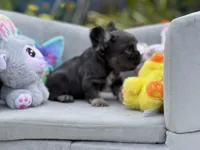 Rocket, a male French Bulldog for sale in Lehigh Acres, FL – Photo 4 of 6