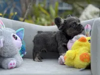 Rocket, a male French Bulldog for sale in Lehigh Acres, FL – Photo 5 of 6