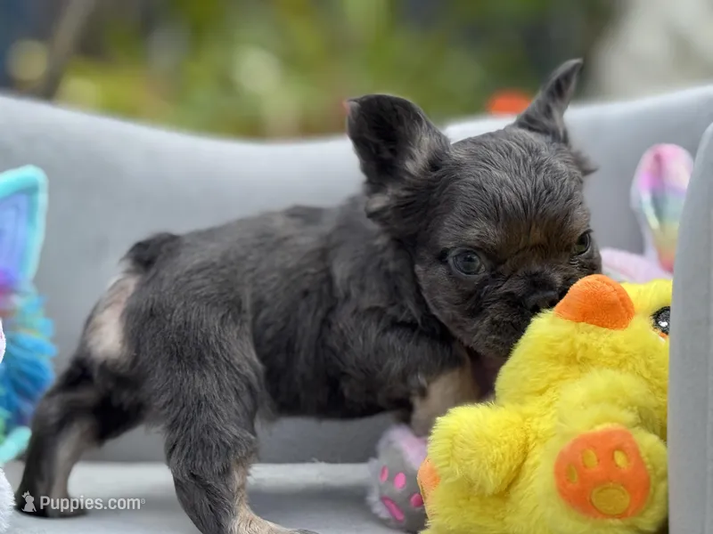 Rocket – French Bulldog puppy for sale in Lehigh Acres, FL
