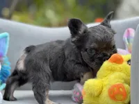 Rocket, a male French Bulldog for sale in Lehigh Acres, FL – Photo 1 of 6