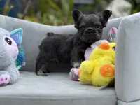 Rocket, a male French Bulldog for sale in Lehigh Acres, FL – Photo 2 of 6