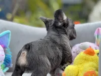 Rocket, a male French Bulldog for sale in Lehigh Acres, FL – Photo 6 of 6