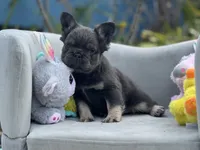 Cosmos, a male French Bulldog for sale in Lehigh Acres, FL – 5 of 5
