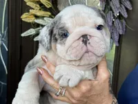 Luke Skywalker, a male English Bulldog for sale in Lehigh Acres, FL – 1 of 3