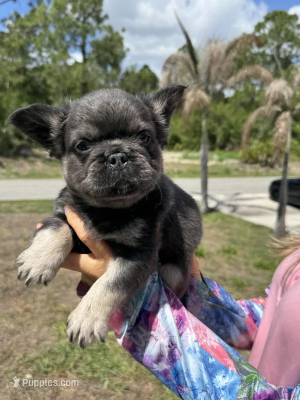Pluto – French Bulldog puppy for sale in Lehigh Acres, FL