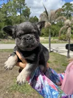 Pluto, a male French Bulldog for sale in Lehigh Acres, FL – Photo 1 of 4
