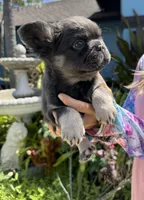 Pluto, a male French Bulldog for sale in Lehigh Acres, FL – Photo 4 of 4