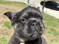 Pluto, a male French Bulldog for sale in Lehigh Acres, FL – Photo 2 of 4