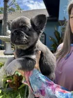 Pluto, a male French Bulldog for sale in Lehigh Acres, FL – Photo 3 of 4