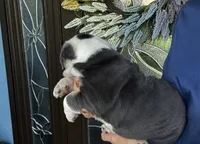 Han Solo born on May 4th, a male English Bulldog for sale in Lehigh Acres, FL – 3 of 3