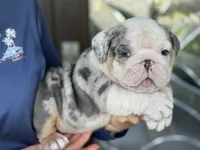 Luke Skywalker, a male English Bulldog for sale in Lehigh Acres, FL – 3 of 3