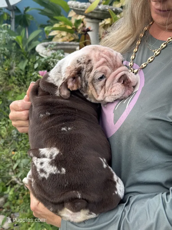 Anakin – English Bulldog puppy for sale in Lehigh Acres, FL
