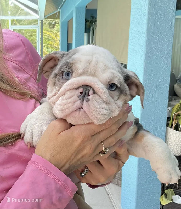 Luke Skywalker – English Bulldog puppy for sale in Lehigh Acres, FL
