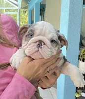Luke Skywalker, a male English Bulldog for sale in Lehigh Acres, FL – 1 of 3