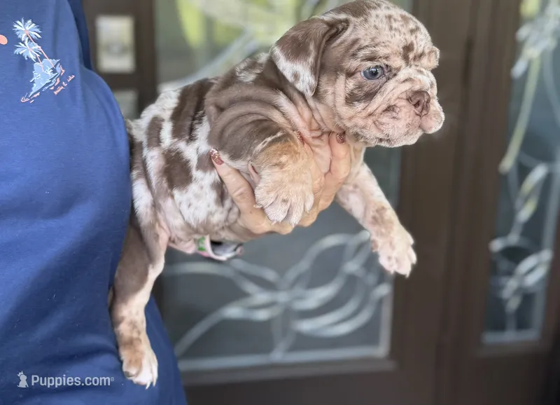 Jedi  – English Bulldog puppy for sale in Lehigh Acres, FL