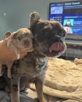 Aurora, a female French Bulldog for sale in Lehigh Acres, FL – Photo 3 of 7