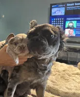 Aurora, a female French Bulldog for sale in Lehigh Acres, FL – Photo 4 of 7