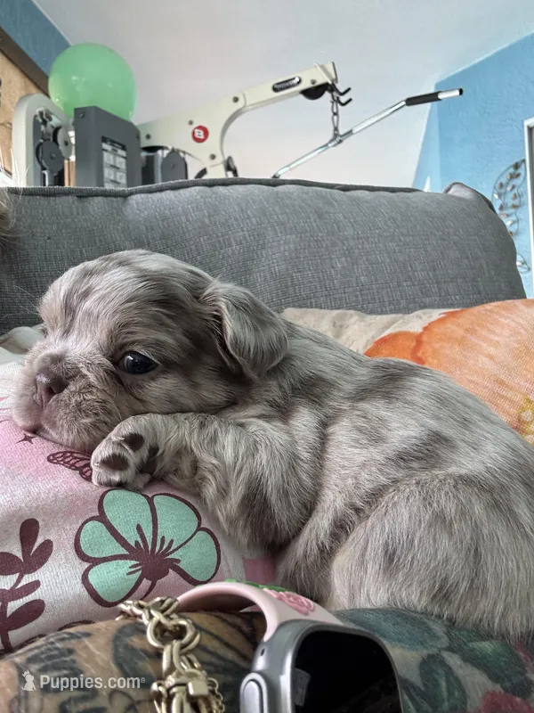 Aurora – French Bulldog puppy for sale in Lehigh Acres, FL