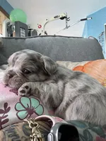 Aurora, a female French Bulldog for sale in Lehigh Acres, FL – Photo 1 of 7