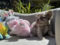 Aurora, a female French Bulldog for sale in Lehigh Acres, FL – Photo 5 of 7