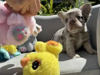 Aurora, a female French Bulldog for sale in Lehigh Acres, FL – Photo 2 of 7