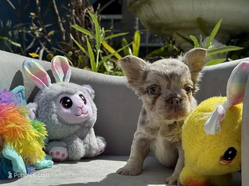 Aurora – French Bulldog puppy for sale in Lehigh Acres, FL