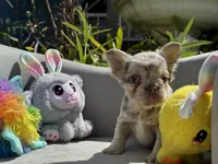 Aurora, a female French Bulldog for sale in Lehigh Acres, FL – Photo 6 of 7