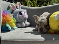 Aurora, a female French Bulldog for sale in Lehigh Acres, FL – Photo 7 of 7