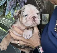 Anakin, a male English Bulldog for sale in Lehigh Acres, FL – 3 of 3