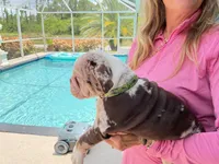 Anakin, a male English Bulldog for sale in Lehigh Acres, FL – 3 of 6