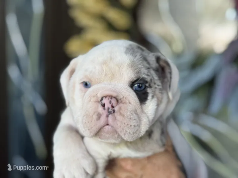 Princess Leia – English Bulldog puppy for sale in Lehigh Acres, FL