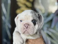 Princess Leia, a female English Bulldog for sale in Lehigh Acres, FL – 1 of 3