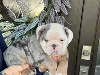 Lucas, a male English Bulldog for sale in Lehigh Acres, FL – 2 of 3