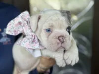 Princess Leia, a female English Bulldog for sale in Lehigh Acres, FL – 3 of 3