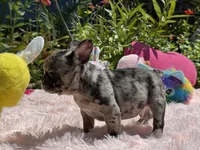 Handsome, a male French Bulldog for sale in Lehigh Acres, FL – Photo 5 of 7