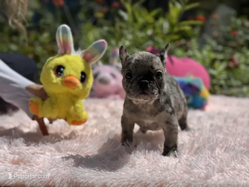 Handsome – French Bulldog puppy for sale in Lehigh Acres, FL