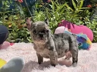 Handsome, a male French Bulldog for sale in Lehigh Acres, FL – Photo 2 of 7