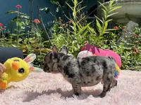 Handsome, a male French Bulldog for sale in Lehigh Acres, FL – Photo 7 of 7