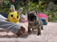 Handsome, a male French Bulldog for sale in Lehigh Acres, FL – Photo 4 of 7