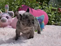 Handsome, a male French Bulldog for sale in Lehigh Acres, FL – Photo 3 of 7