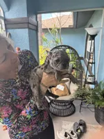 Handsome, a male French Bulldog for sale in Lehigh Acres, FL – 8 of 9