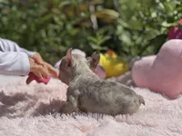 Isabella, a female French Bulldog for sale in Lehigh Acres, FL – Photo 4 of 4