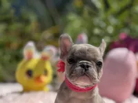 Isabella, a female French Bulldog for sale in Lehigh Acres, FL – Photo 3 of 4