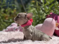 Isabella, a female French Bulldog for sale in Lehigh Acres, FL – Photo 2 of 4